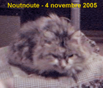 Film Noutnoute