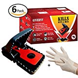 Piège à Rat & Souris (boîte de 6) par GIVERNY - Puissant, Facile à Utiliser, Efficace, Tue Instantanément, Dératisation Rapide - BONUS Gants en latex garantissant sécurité et propreté optimale - GARANTIE SATISFAIT OU REMBOURSE